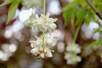Staphylea pinnata - klokoč zpeřený - květenství